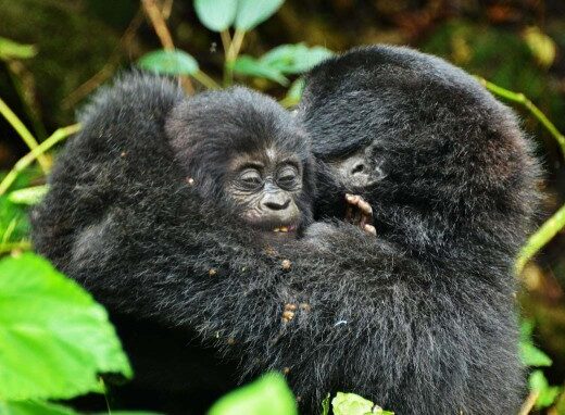 K-Safaris – Kampala, Uganda