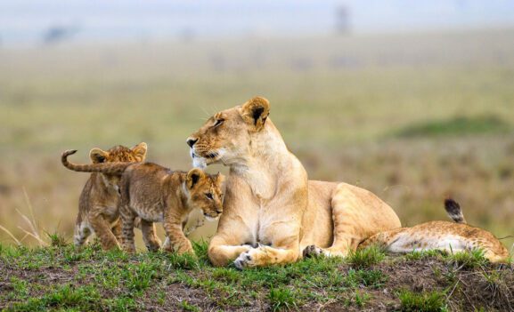 Best Tour and Safari Companies in Uganda: How to Plan Your Adventure with Confidence